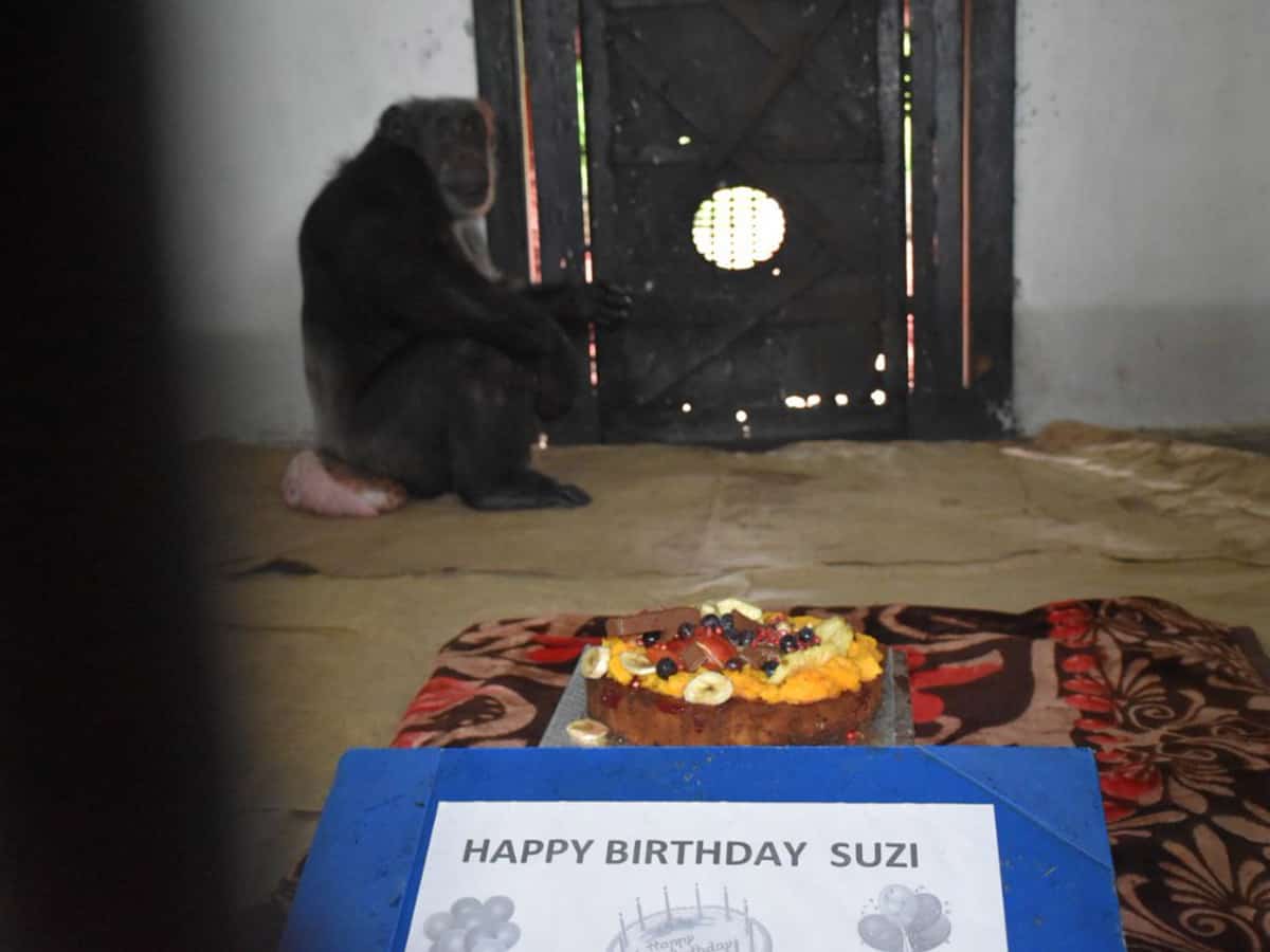 Hyderabad Zoo's chimp 'Suzi' celebrates 34th birthday