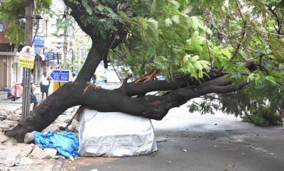 250 trees uprooted in Karnataka's Kodagu in recent storms