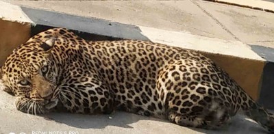 6-year-old boy mauled to death by leopard in Assam