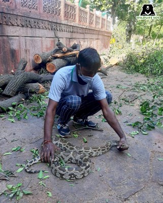 7-foot python rescued from Taj Mahal premises