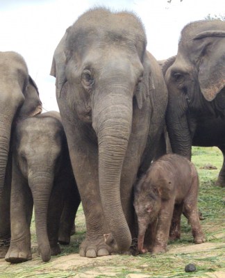 Amid Covid gloom, elephant calf brings cheer to B'luru Zoo