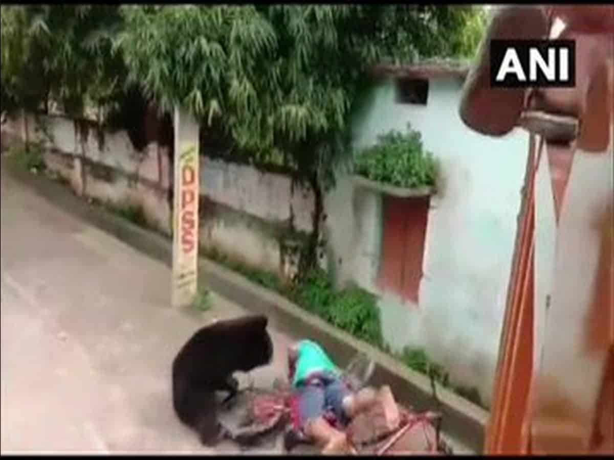 Wild bear attacks man at residential area in Odisha's Kalahandi