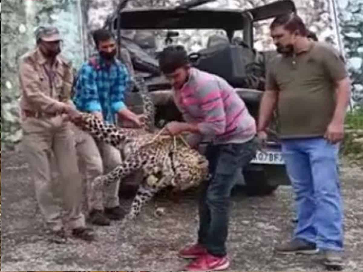 Uttarakhand: Leopard that had killed child shot dead