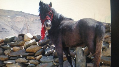 Himachal rearing endangered Chamurthi horses