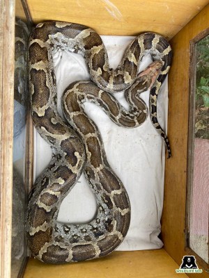 Massive python rescued from playground in Agra