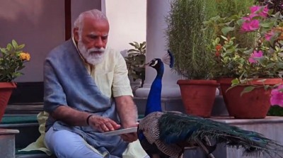Modi's video with peacock will give you ultimate Sunday vibes