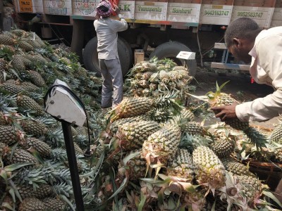 Mounting losses add to Kerala pineapple growers' stress