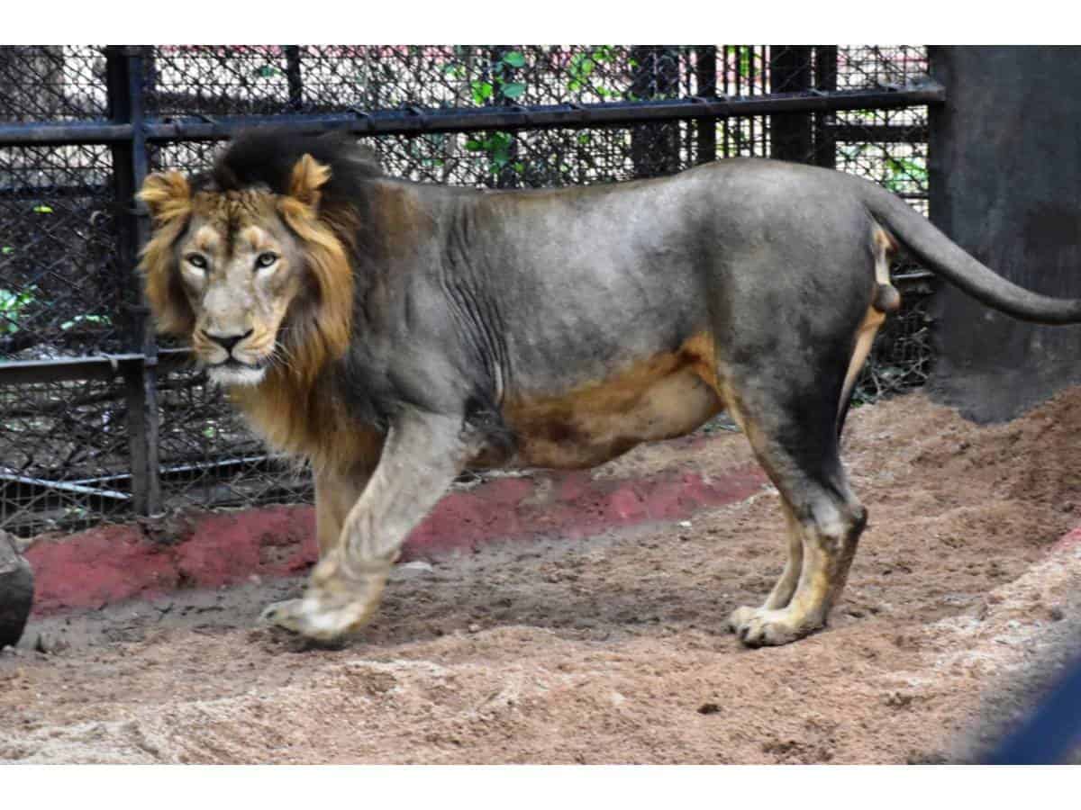 World Lion Day: Nehru Zoological Park holds online art competition