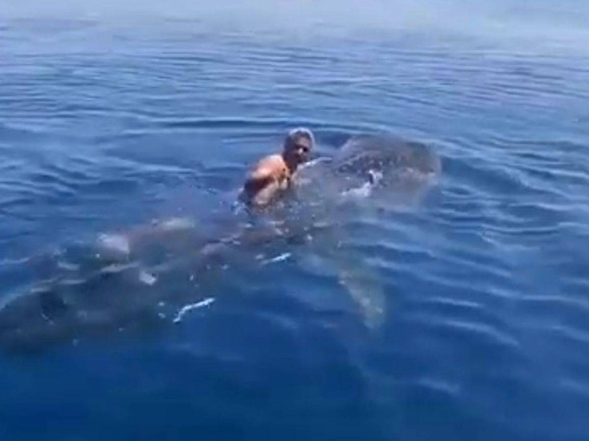Saudi man takes a ride on an endangered whale shark, video goes viral