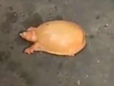 Rare golden turtle rescued in Odisha
