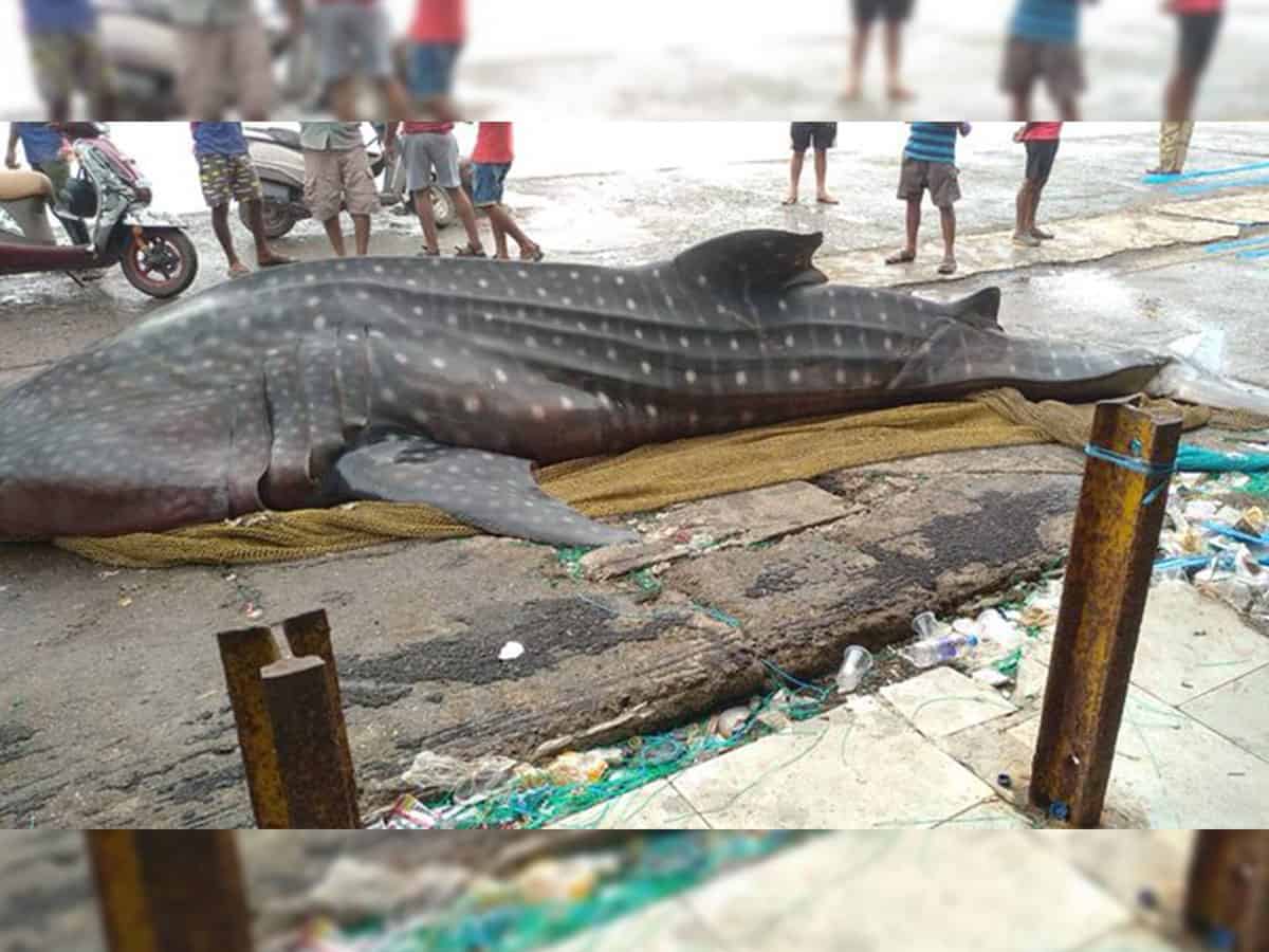 Mumbai fishermen find giant whale shark in net, probe ordered