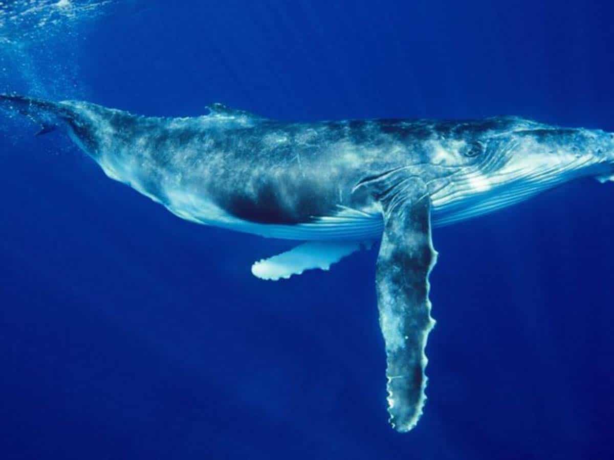 Woman injured by whale at Australian tourist spot