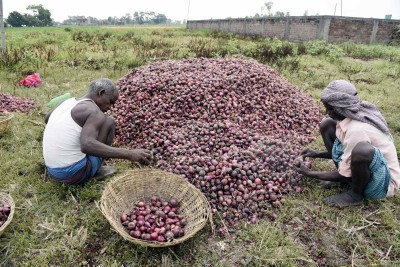 Onion growers, politicians shed tears over export ban