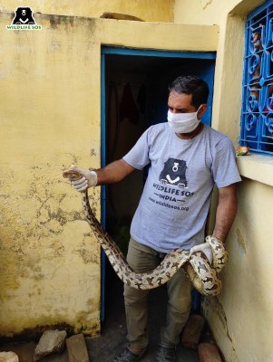 6-ft-long Indian rock python rescued from sewage pipe in Agra