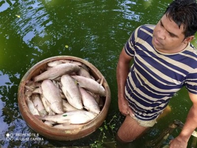 617 metric tons fish worth Tk 12 cr die in B’desh in one day