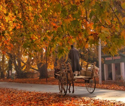 Autumn, Kashmir's golden yellow season of plenty is here (IANS Special)