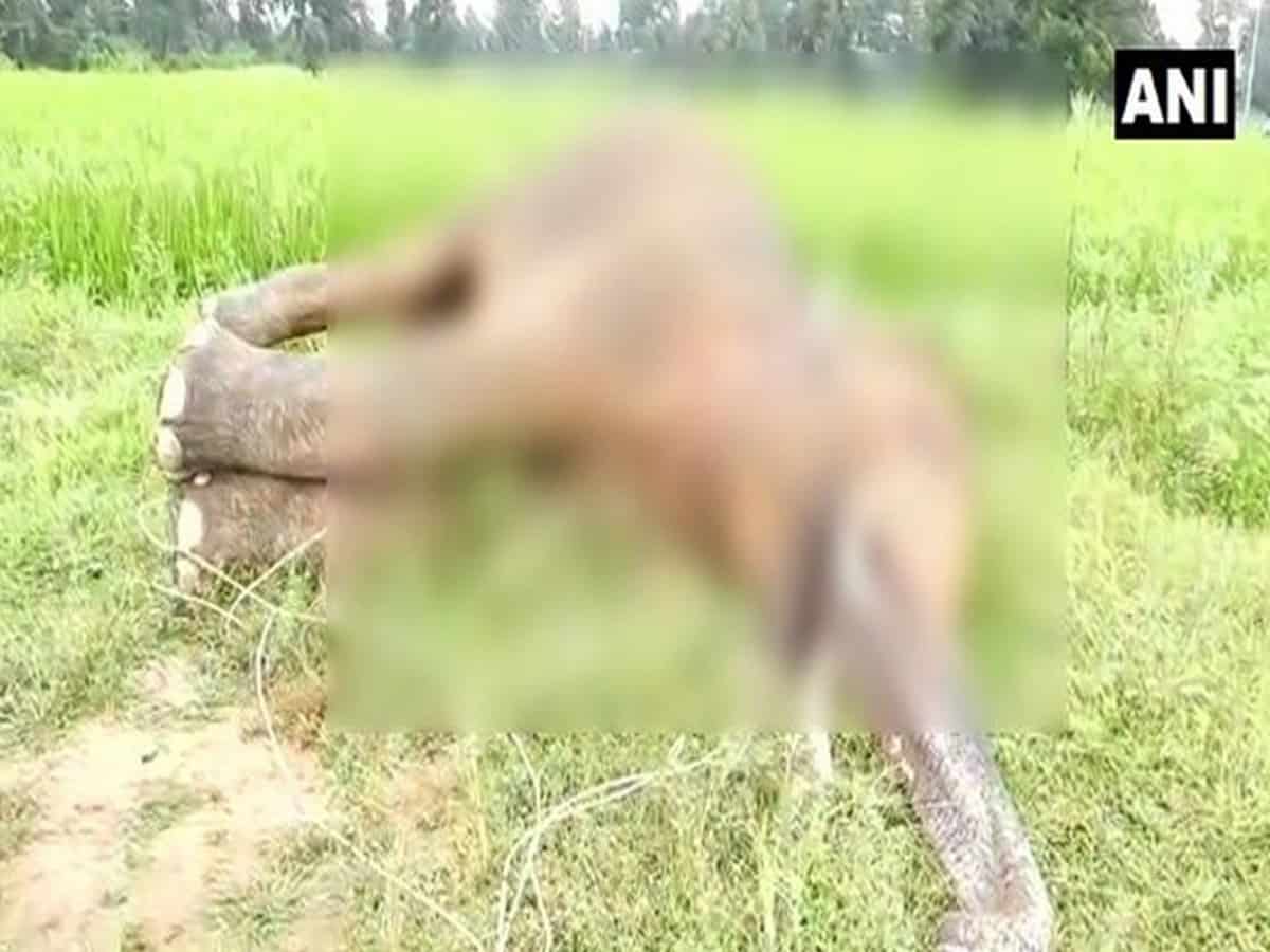 Elephant electrocuted to death in Chhattisgarh