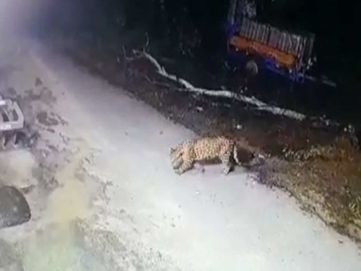 Uttarakhand: Leopard sighted in village along India-Nepal border