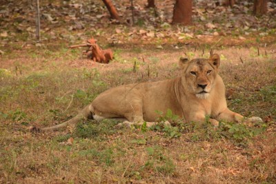 Lioness succumbs to old age in Visakhapatnam rescue centre