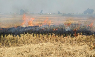 PIL in SC seeks ban on stubble burning in view of Covid-19