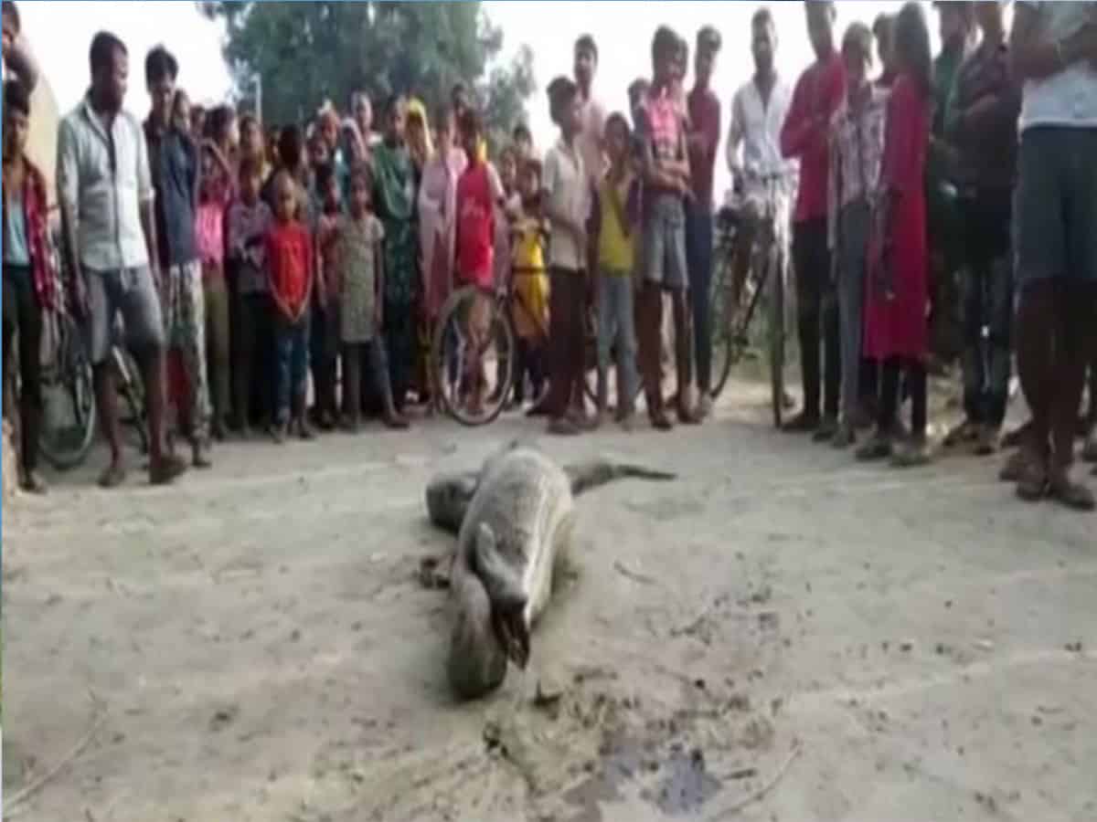 Python rescued from village in UP's Rampur