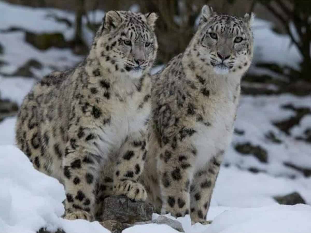 Rare snow leopards spotted in Uttarkashi's Gangotri National Park