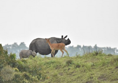Rhino poaching in Assam has reduced by 86%: Minister (World Rhino Day Special)