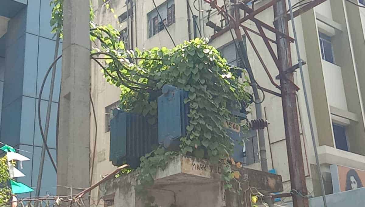 Creepers grow on electric poles and transformers in Hyderabad
