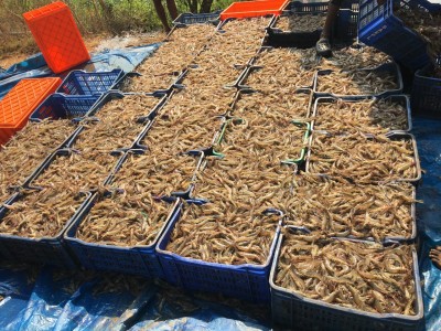Covid ravages aquaculture farmers in Andhra's Godavari region