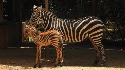Female zebra foal becomes Mysuru zoo's newest resident