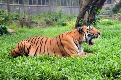 Hindu activists oppose serving beef to animals in Guwahati Zoo