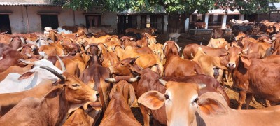 Muslim youth killed in Jharkhand for preventing cow slaughter