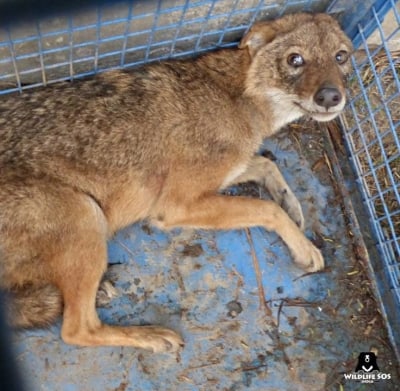 PETA rescues jackal with local help in UP