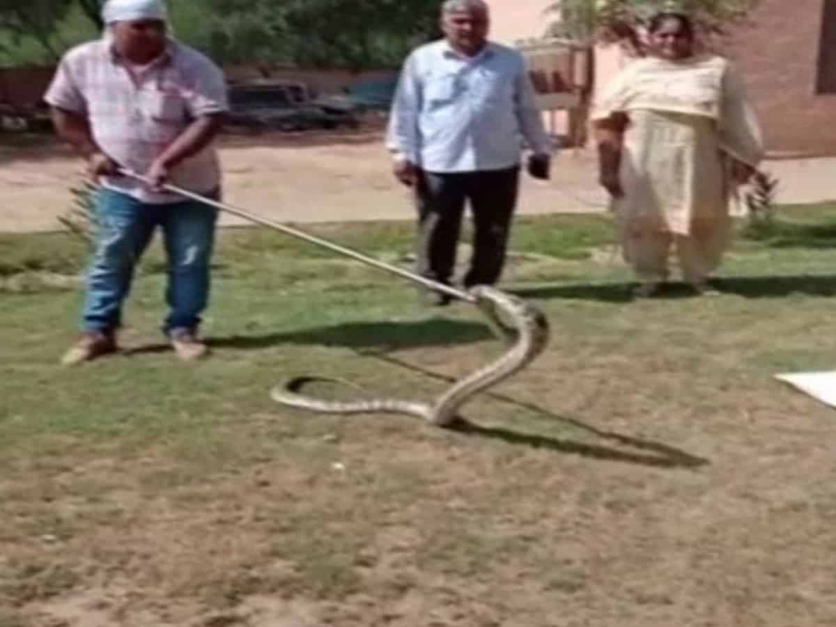 Haryana: 8-foot long python rescued by forest department from car in Hissar's auto market