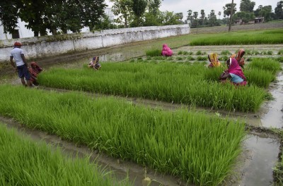 Paddy procurement in current season exceeds by 22.43%