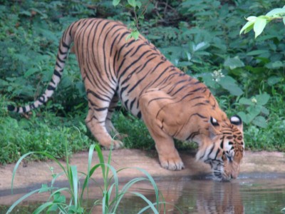 Pilikula Zoo's star attraction, tiger Vikram, dies of old-age