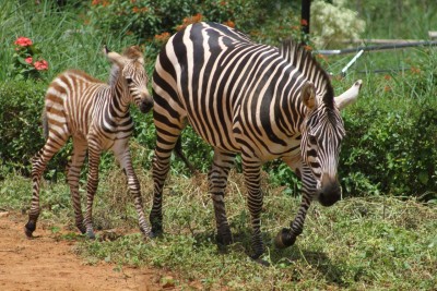 Zebra foal born in Bengaluru zoo amid Covid