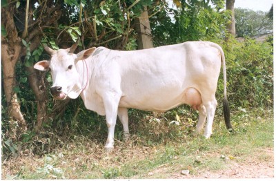 K'taka to table law on cow slaughter ban in next Assembly session