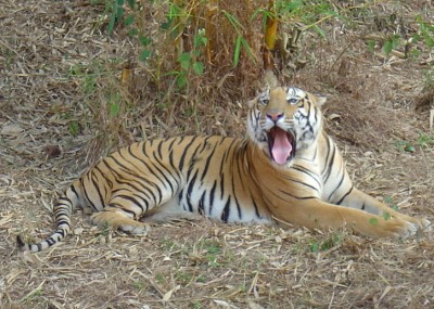 Tiger kills tribal youth in Telangana