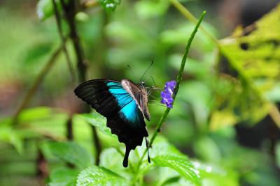 Butterflies take to wings in Bengaluru park on Rajyotsava