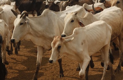 Cows worshipped on 'Gopashtami' in Braj Mandal