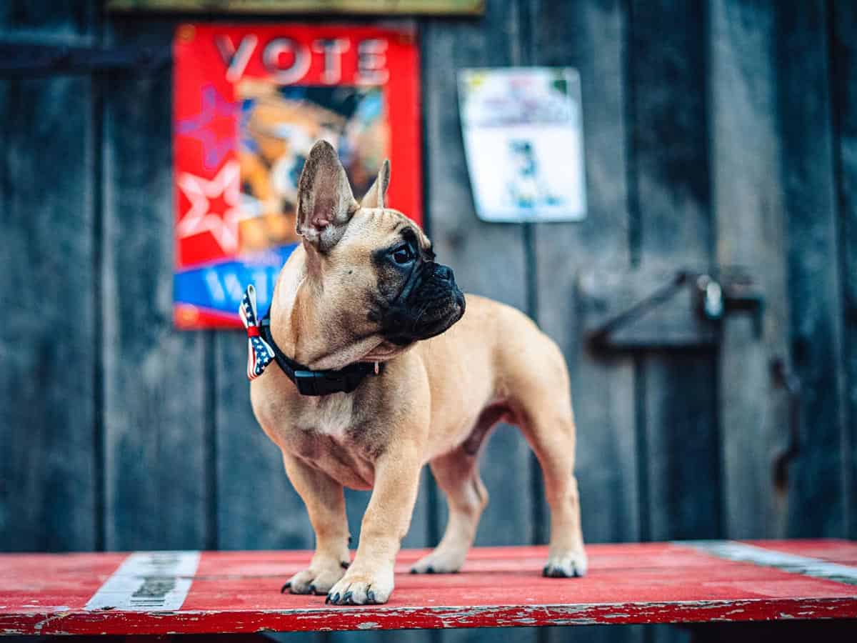 This French bulldog becomes the newly elected mayor of US town