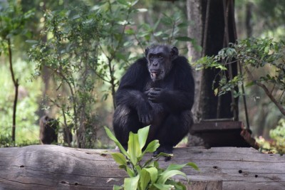 Hyderabad Zoo loses its beloved chimpanzee 'Suzi'
