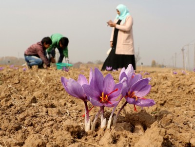 NECTAR to explore saffron farming in North East region