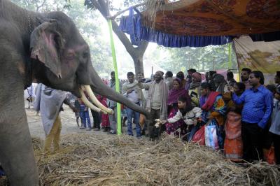 No Bateshwar animal fair in Agra this year
