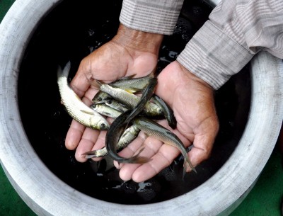 Odisha to introduce fish products in nutrition programme