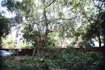 Trees are lungs, 315 fell when AQI & Covid at its worst: Plea in HC