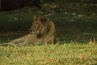2 lion cubs born at Etawah Lion Safari