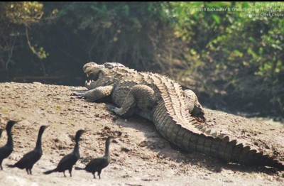 Croc comes calling at a Kerala home
