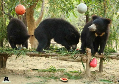 Five sloth bears celebrate one year of freedom at Agra care centre
